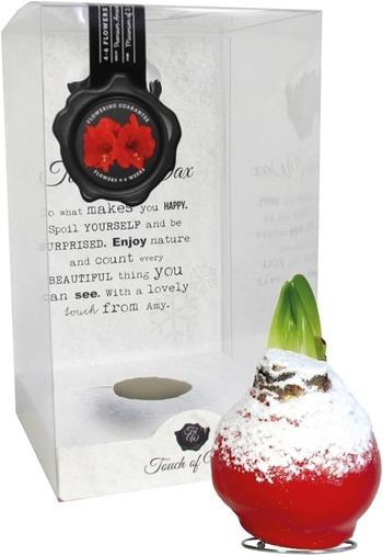 Actual product image Amaryllis in wax red with snow (22 cm)