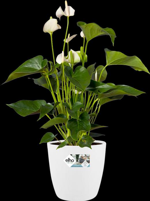 Produktbild Elho Brussels (24.30 cm)