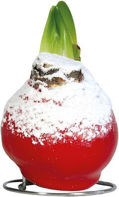 Amaryllis in wax red with snow (22 cm)