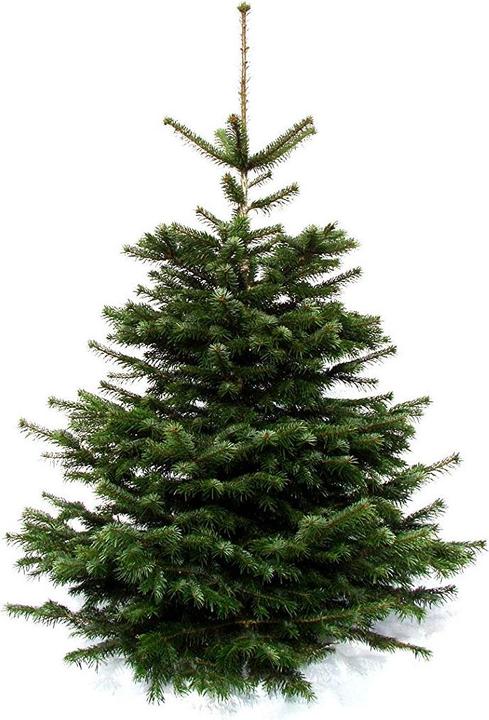 Image du produit Sapin de Nordmann (180 cm)
