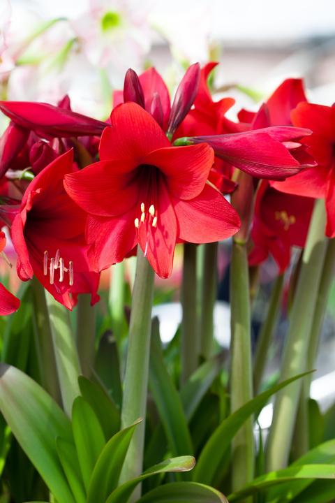 Actual product image Amaryllis in wax red with snow (22 cm)
