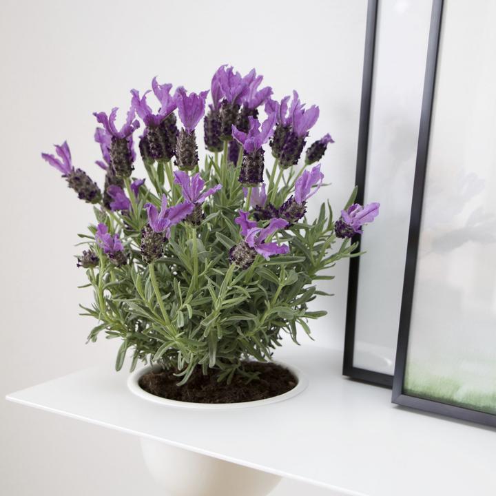 Image du produit Nichba Design Shelve01 Étagère murale avec bac à gauche (70 x 25 x 19 cm)