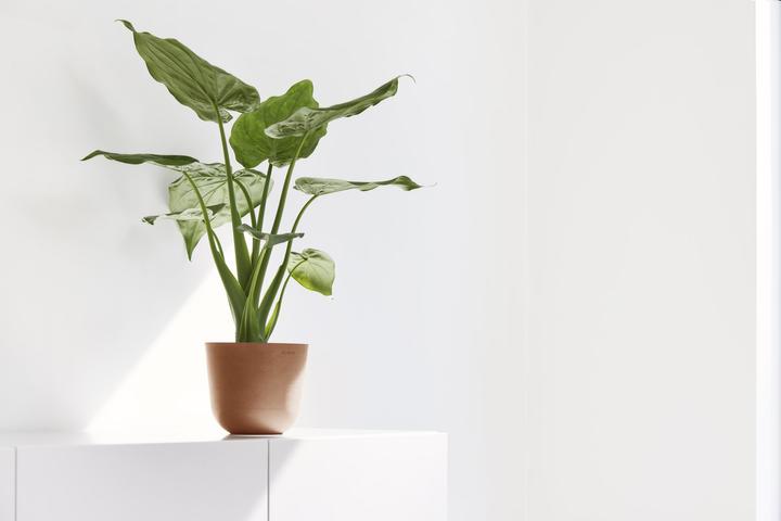 Image du produit Ecopots Oslo Mini (16 cm)