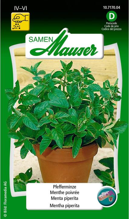Samen Mauser Peppermint (Herb seeds)