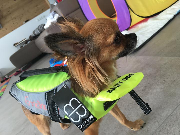 Produktbild Pet Ego Hunde Schwimmweste (XL, Hundeschwimmweste)