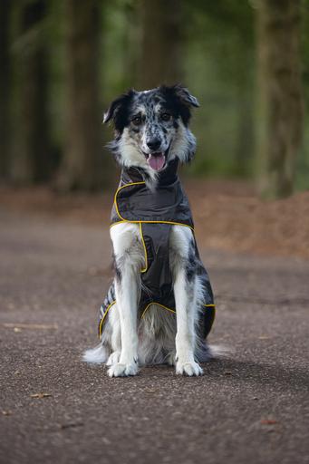 Actual product image Beeztees Dog Raincoat Seja (XL, Dog raincoat)