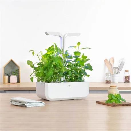 Produktbild Véritable Lingot Zitronen Basilikum BIO (Kräutersamen)
