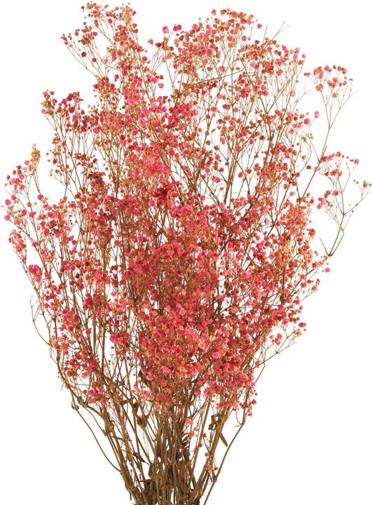 Geschenkkörbe CH Gypsophila fiori secchi, rosa (Fiori secchi)