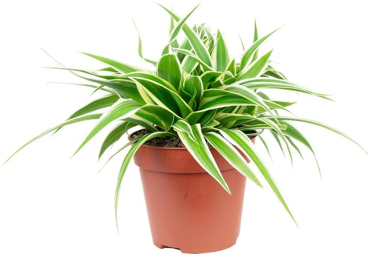 Produktbild Flowerbox Grünlilie "Ocean" - Chlorophytum Comosum (Tierfreundlich)