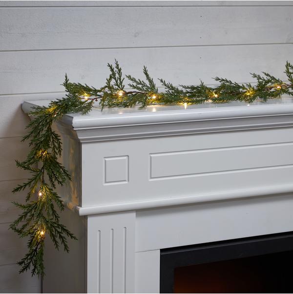 Image du produit Star Trading Thuja
