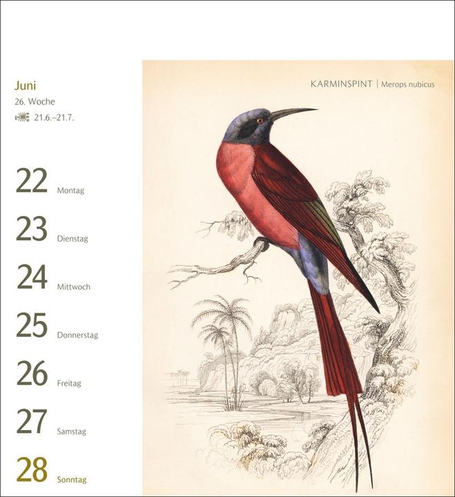 Actual product image Harenberg Vögel Postkartenkalender 2026 - Postkartenkalender mit 53 historischen Zeichnungen (Hardcover, German)
