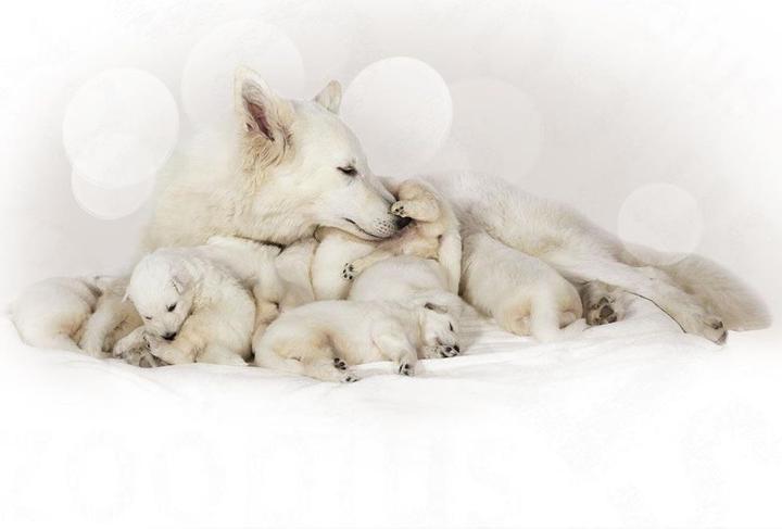 Image du produit Royal Canin Lait pour bébé (Chiot + chaton, 1 pcs, 2000 g)