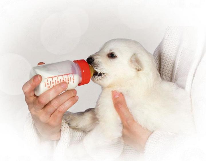 Image du produit Royal Canin Lait pour bébé (Chiot + chaton, 1 pcs, 2000 g)