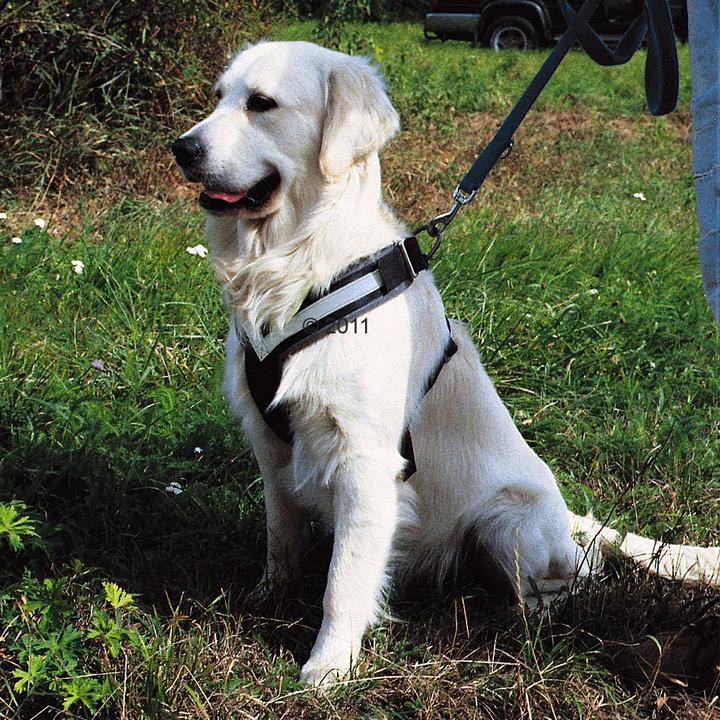 Actual product image Kleinmetall Allsafe (S, Dog, Work, Dog sport, Jogging, Walks)