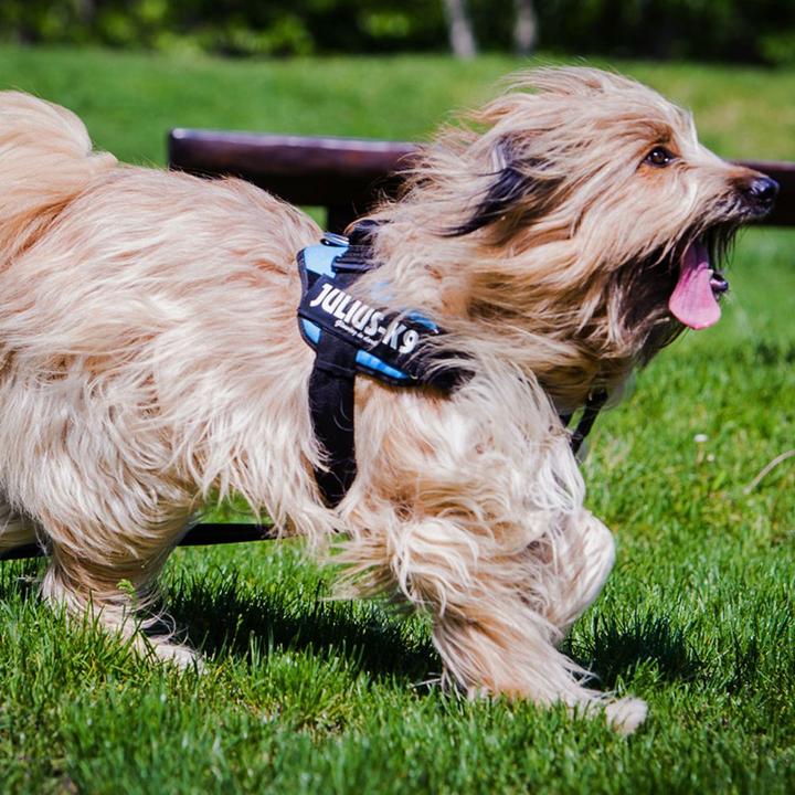 Image du produit Julius-K9 IDC®-Powergeschirr aquamarine Taille 1 : Tour de poitrine 63-85 cm (1, Chien, Sport canin)