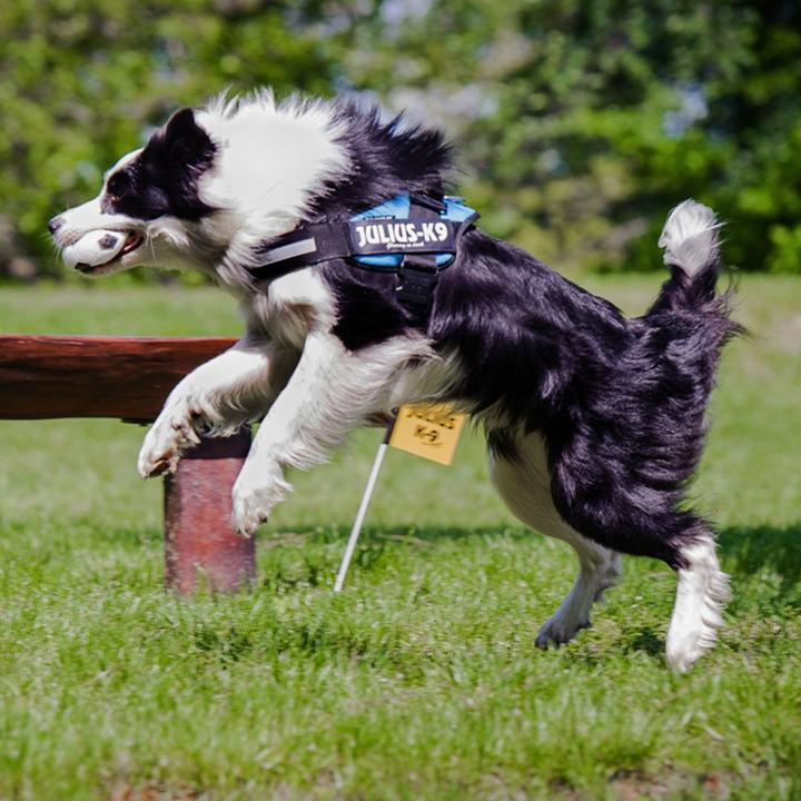Image du produit Julius-K9 IDC®-Powergeschirr aquamarine Taille 1 : Tour de poitrine 63-85 cm (1, Chien, Sport canin)
