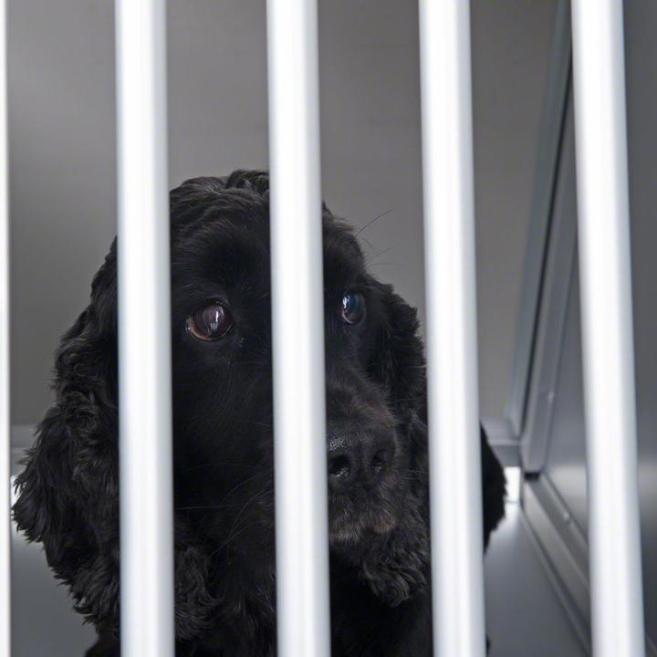 Produktbild zooplus Autohundebox Aluline Grösse S (Hund)