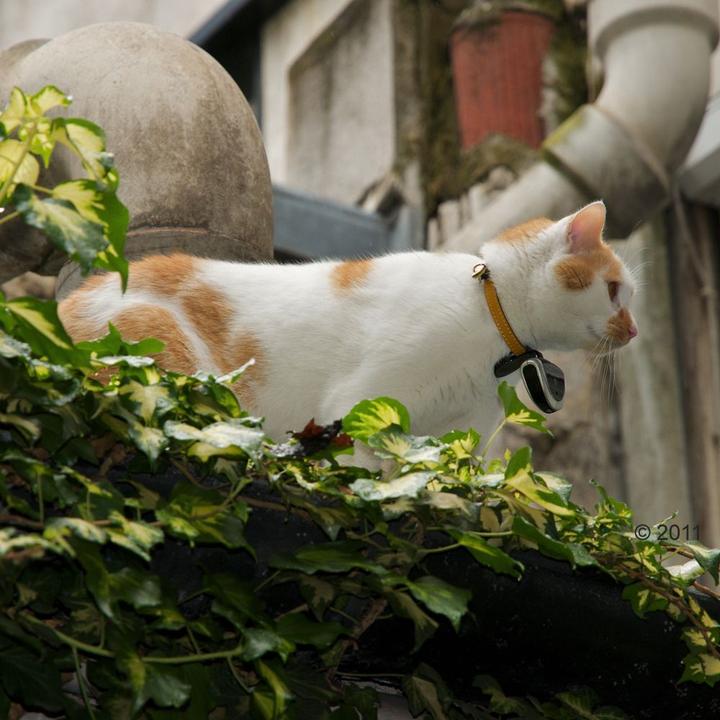 Produktbild Eyenimal Haustierkamera Komplett-Set (Katze, Jogging, Spazieren)
