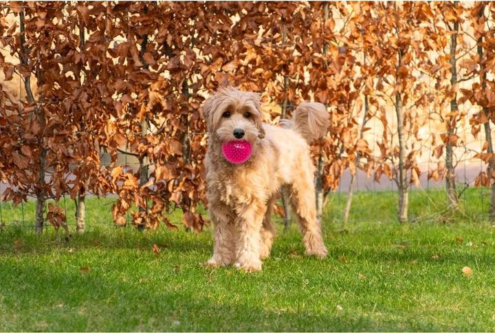 Produktbild Dog Comets Exoplanet Orange M (Ballspielzeug Hund)