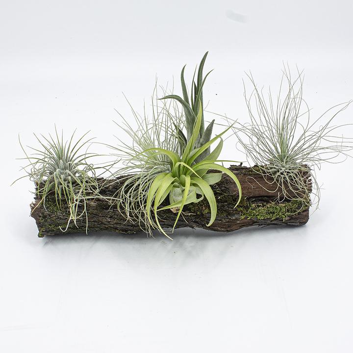 Produktbild Kakteen Gautschi Tillandsien-Rebholz (25 cm)