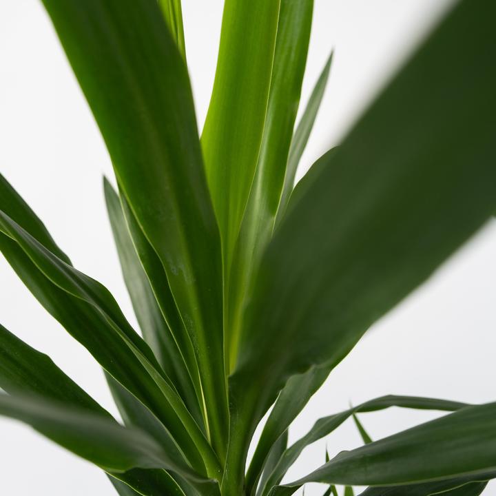 Immagine prodotto Plant in a Box Yucca Elephantipes - Palmlelie (70 cm)