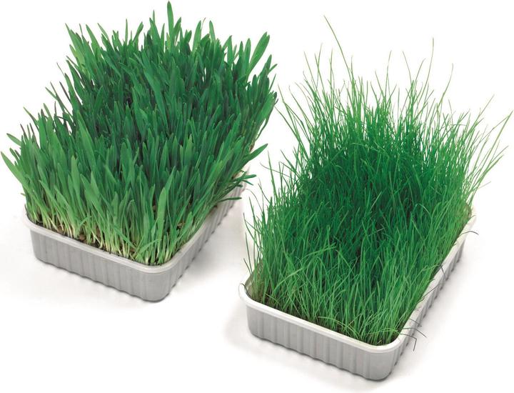 Actual product image Trixie Cat grass (Senior, Adult, 1 pcs., 100 g)