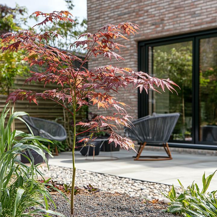 Actual product image Plant in a Box Acer palmatum 'Starfish' - Maple tree (60 cm)