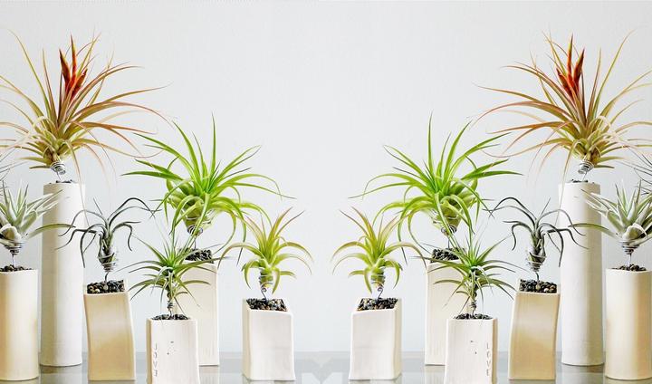 Produktbild Plant in a Box Tillandsia - 3er Mischung Tillandsien auf dekorativen Spirale (5 cm)