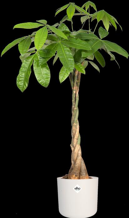 Produktbild Elho B.for soft (34.50 cm)