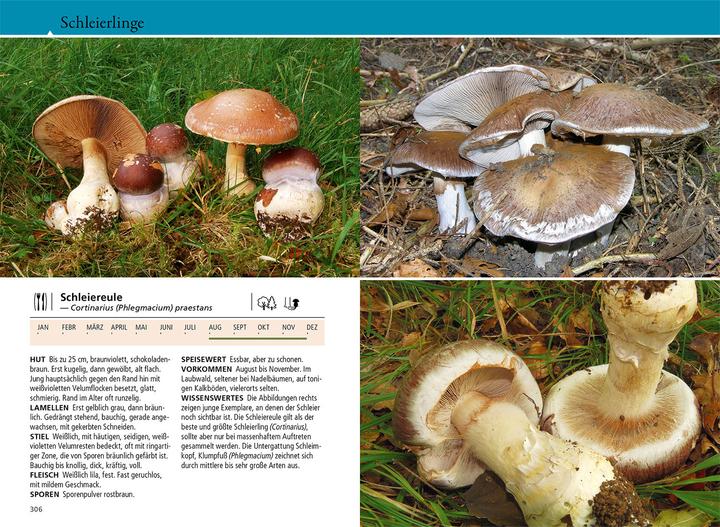 Produktbild Kosmos Welcher Pilz ist das? (Deutsch, Markus Flück, 2024)