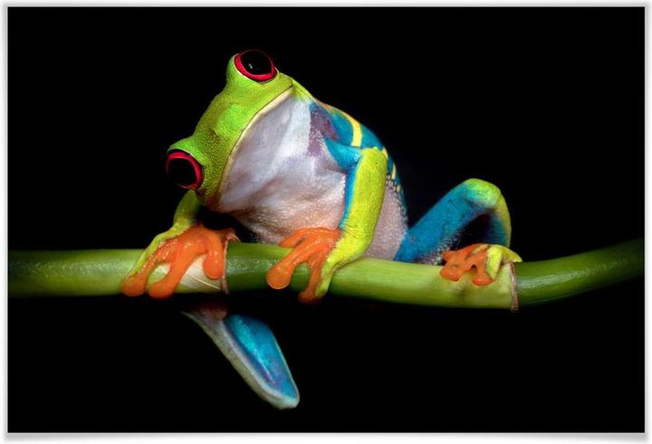 Produktbild Trenddeko Valverde - Green Frog (120 x 80 cm)