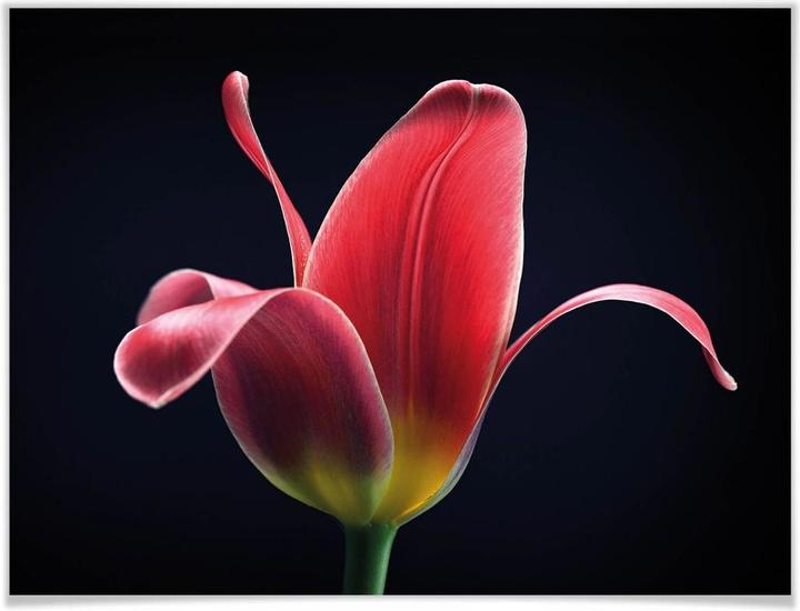 Immagine prodotto Trenddeko Primo tulipano (120 x 100 cm)