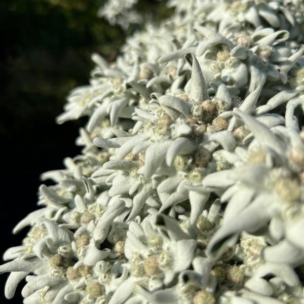 Produktbild Säntispracht Das urwüchsige Edelweiss im Korb- Leontopodium alpinum (25 cm)