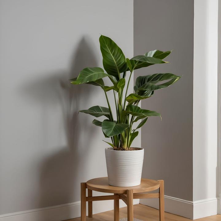 Produktbild Plant in a Box Strelitzia nicolai - Paradiesvogelblume (90 cm)