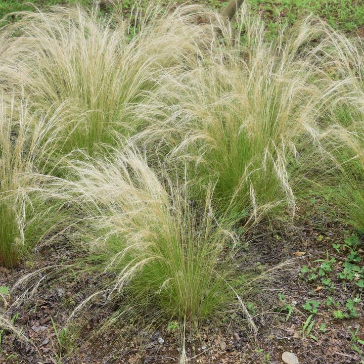 Produktbild Plant in a Box Stipa tenuifolia 'Pony Tails' - 6er Set Zier Federgras (20 cm)