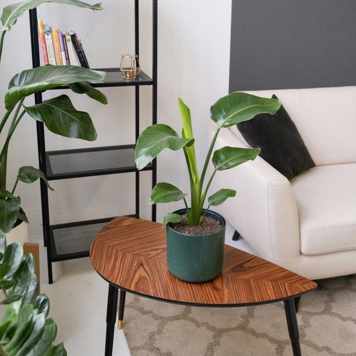 Image du produit Plant in a Box Strelitzia Reginea - Plante oiseau de paradis (25 cm)