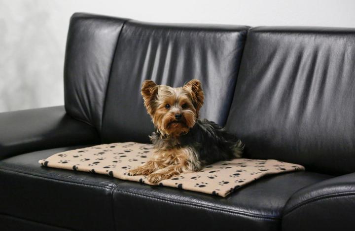Actual product image Kerbl Stella (Dog)