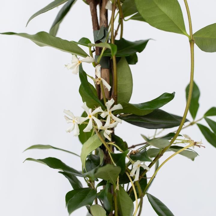 Produktbild Plant in a Box Trachelospermum jasminoides - 2er Set Sternjasmin (120 cm)