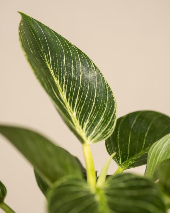 Actual product image feey Philodendron Birkin 'White Measure' (30 cm, Freshly repotted)