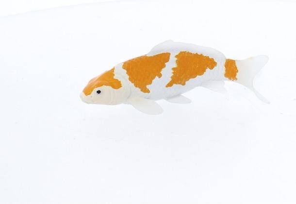 Produktbild Mojo Sealife Koi-Karpfen – Ochiba Shigure Koi – 381104