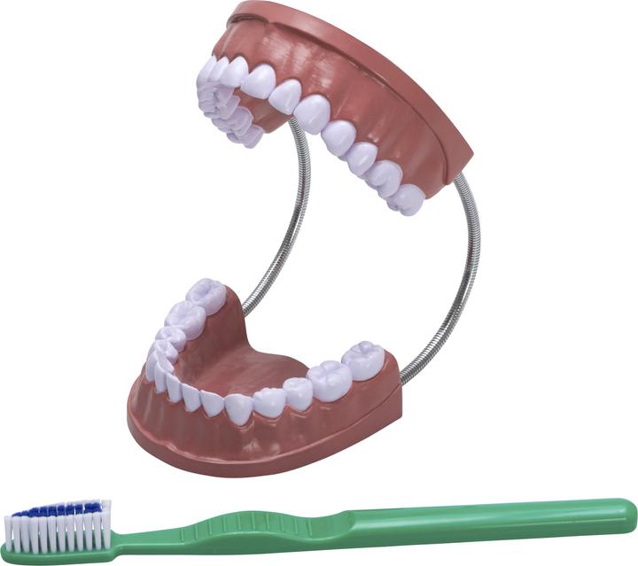 Image du produit Betzold Modèle de brossage des dents