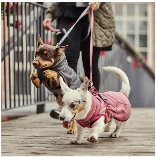 Image du produit Hurtta Razzle-Dazzle beetroot Gr.40 (40, Manteau pour chien)