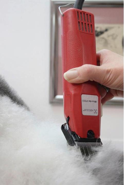 Produktbild Kerbl Schermaschine Favorita Speed 230 V (Hund)