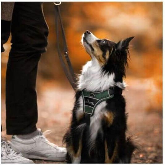 Produktbild Hunter Divo (S, Hund, Allgemein)