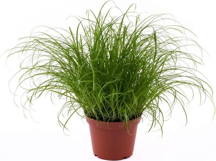 Produktbild Katzengras frisch im Topf (Adult, 1 Stk., 250 g)