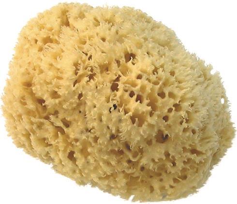 Produktbild Herba Echter Naturschwamm