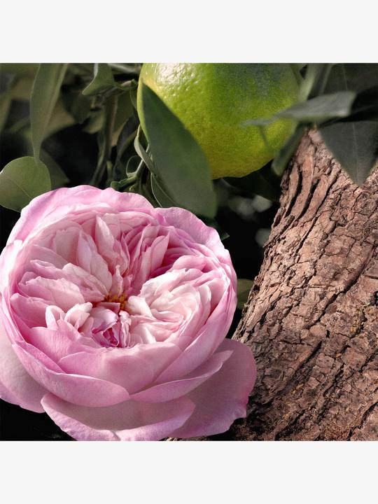 Actual product image Chloé Rose Natural Intense Eau de Parfum Refillable (Eau de parfum, 100 ml)