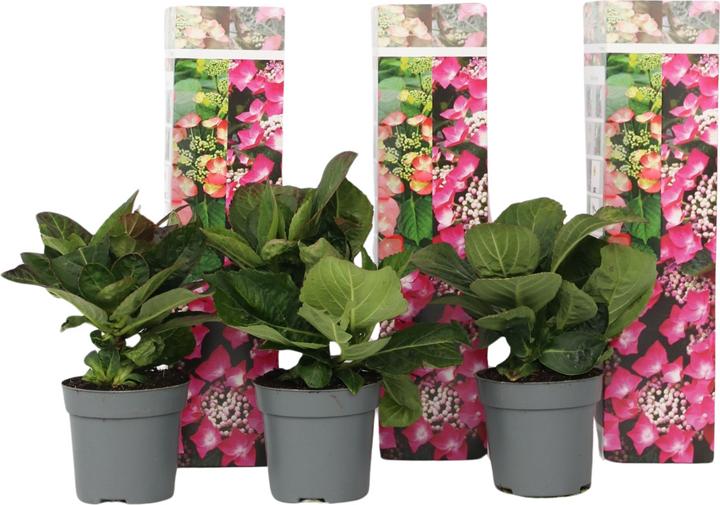 Actual product image Plant in a Box Hydrangea macrophylla teller 'Red Bull' - Set of 3 hydrangeas (25 cm)
