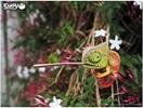 Image du produit Eugy Caméléon