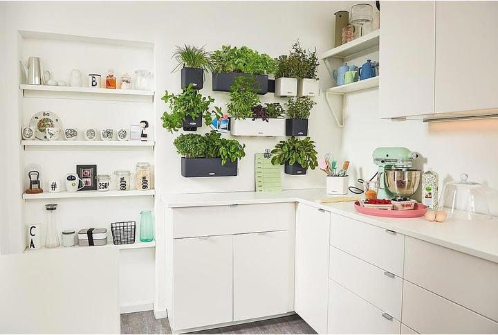 Actual product image Lechuza Green Wall Home Kit (15 cm)